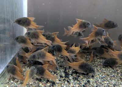 Cビーコンコンコロール