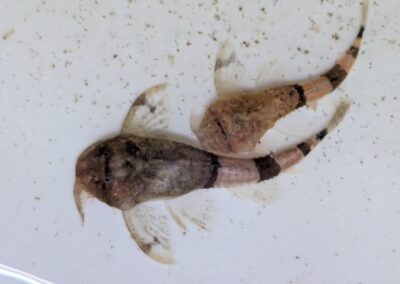 ディアブロバンジョー（プカルパ）