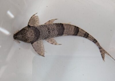 スパトゥロリカリアSp（プカルパ）